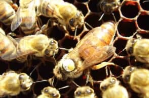 Dalle duemila uova al giorno alle “ancelle”: i segreti dell’ape regina