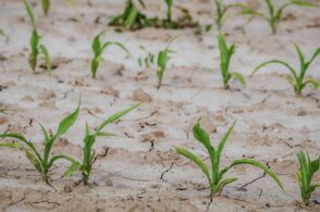 Razionamento acqua. Confagricoltura chiede di accelerare sui progetti di risparmio idrico