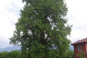 Nuovi alberi monumentali, c’è anche il liriodendro di Villa Buzzati