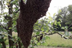 Moltiplicazione naturale: ecco come si forma lo sciame d’api