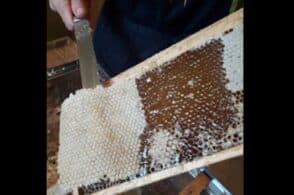 La smielatura: quando l’apicoltore mette a frutto il lavoro delle api