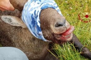 Aveva ingoiato una scatoletta di tonno: lo stambecco non ce l’ha fatta