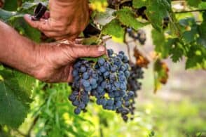 Vendemmia: produzione inferiore del 30% rispetto a un anno fa