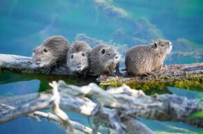 Caldo e abbondanza di cibo: la nutria colonizza la Valbelluna
