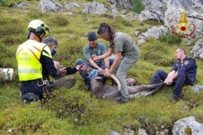 Stambecco inghiotte una lattina, intervento di salvataggio al lago Sorapiss