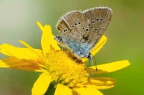 Conoscere le farfalle, quattro lezioni del Parco nazionale Dolomiti bellunesi