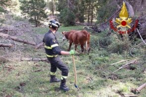 Mucca incastrata tra gli schianti di Vaia: pompieri in azione con le motoseghe
