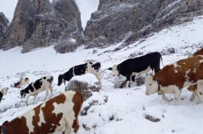 Prima neve in montagna, fiocchi bianchi già dai 1.800 metri