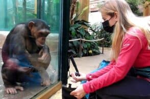 Veronica Bissiato: la primatologa che studia e tutela gli scimpanzé