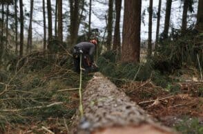 «I vincoli di taglio sui boschi danneggiano le imprese forestali»