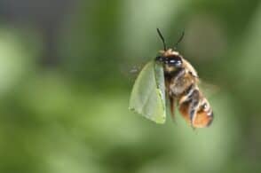 Alla sala Ocri un appuntamento dedicato agli insetti impollinatori