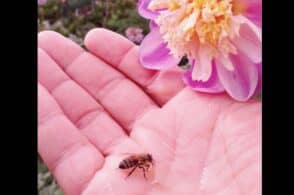 L’insegnamento delle api: dal micro al macro, tutto è collegato