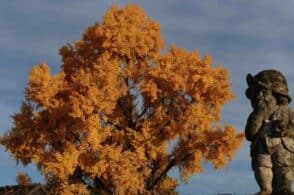 Dalle cave di Tisoi alla sophora di Nogarè: prosegue “CammiNaturalMente”