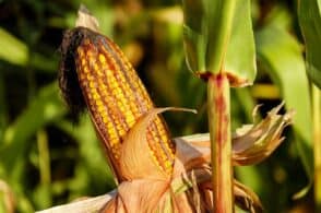 Mais, il rilancio con le varietà antiche. Obiettivo brand gastronomico