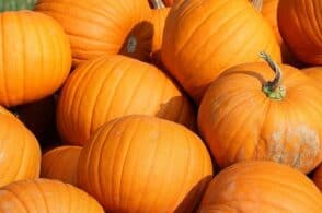 L’autunno si tinge d’arancione grazie alla sua regina: la zucca