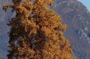 La proposta: «Belluno diventi città degli alberi monumentali»