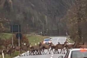 “Traffico di cervi” lungo l’Agordina: «Massima attenzione»
