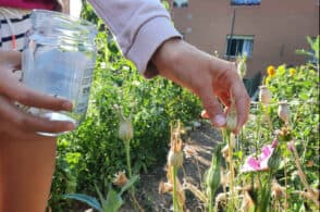 Scambio di semi tra i bambini: «Vogliamo contagiare tutta la città»