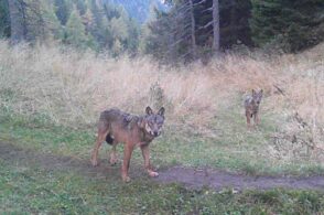 «Nessuna emergenza lupi». Lndc Animal Protection scrive ai sindaci dell’Alpago