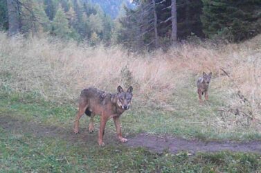 «Lupi, la provincia è ricolonizzata. Predazioni in calo, ma è alta l’attenzione»