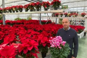 Stelle di Natale, costi in aumento e vendite in calo