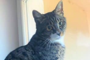 «Cerco il gatto Nilo: è scomparso lo scorso 6 dicembre»