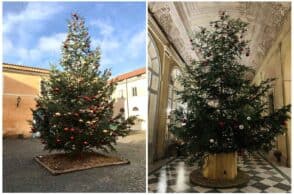 Quirinale e Castelporziano, Natale con gli abeti della Val Biois