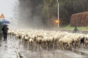 Un’onda di lana che si muove. La foto-notizia di giornata