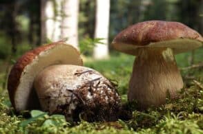 “Parliamo di funghi”: decolla un corso base di micologia