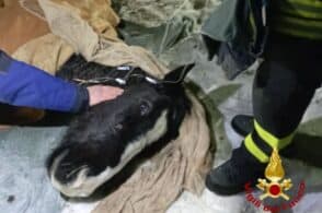 Cavallo bloccato nell’acqua gelida, salvato dai vigili del fuoco