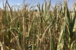 La siccità non molla, al posto del mais potrebbe crescere la soia