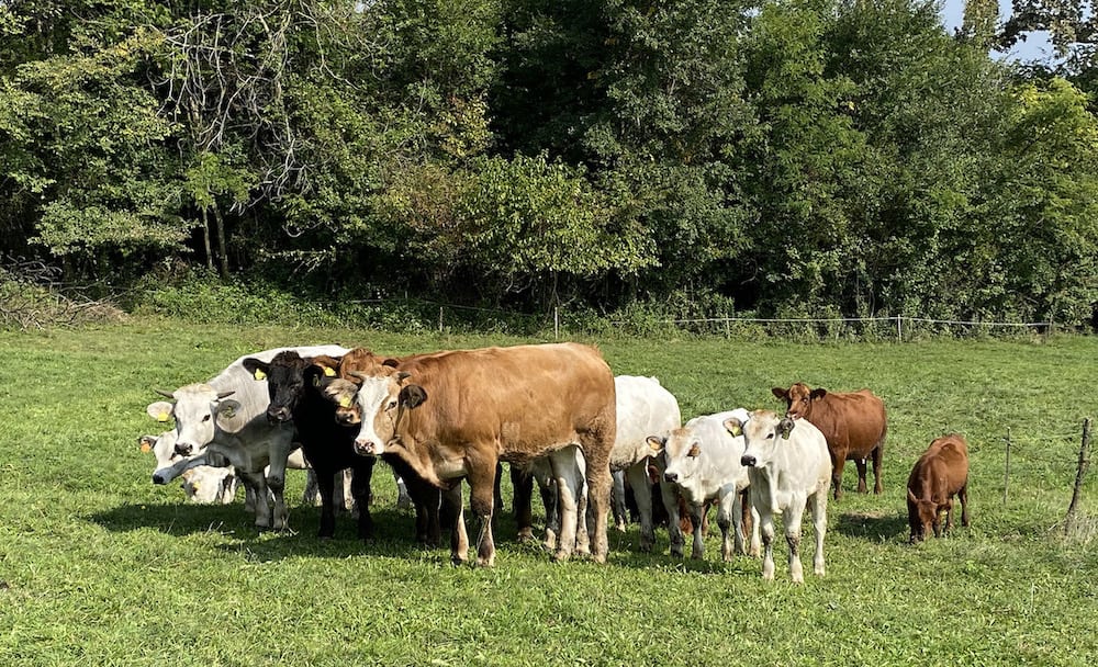 La Vacca Pascola L'erba E I Fiori Di Un Pascolo Di Montagna Fotografia - Foto 10