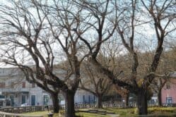 Gli alberi della stazione sono malati, Palazzo Rosso li taglia