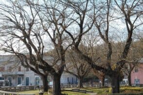 Gli alberi della stazione sono malati, Palazzo Rosso li taglia