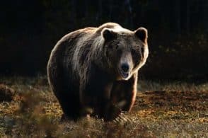 Wwf: «Troppi orsi in Trentino? Portiamone alcuni in Veneto»