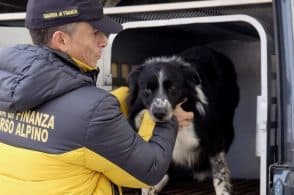 Cade in un dirupo, border collie salvato dai finanzieri