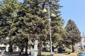 Giù quattro alberi di Piazza Martiri. Sfrondato il cedro che veniva addobbato a Natale