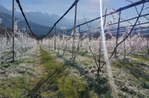 Colpo di coda dell’inverno, i frutteti ricorrono all’irrigazione termica