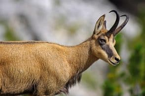 Cambiamenti climatici, al via uno studio sui camosci del Monte Grappa