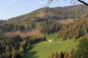 «Puliamo i pascoli dal bosco per valorizzare le nostre malghe»