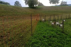 «Convivenza tra lupi e allevatori: è fondamentale la corretta comunicazione»