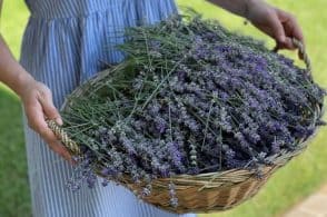 Piante spontanee curative: corso per gli amanti del benessere naturale