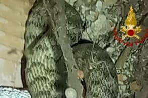 Grosso rettile sotto a una pedana del negozio: arrivano i Vigili del fuoco