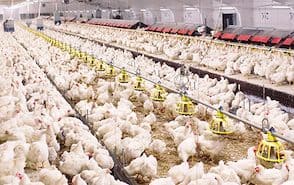 Salmonellosi: controllati sei allevamenti avicoli industriali 