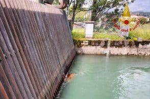 Cade nello scolmatore di Anzù, nulla da fare per una giovane cerva