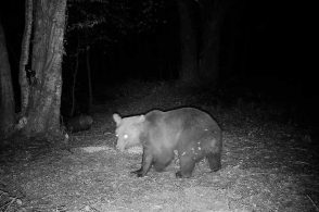 Un orso si aggira sopra Feltre: “catturato” dalle fototrappole