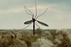 Kit anti zanzare: «Così combattiamo la diffusione dell’insetto»