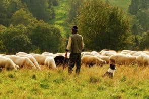 Pastore siciliano con il gregge: si fa male nei boschi longaronesi