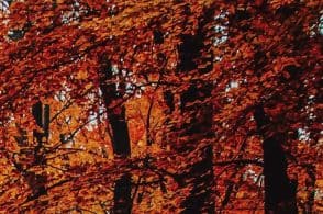 “Foliage urbano”: un’uscita alla scoperta dei colori d’autunno