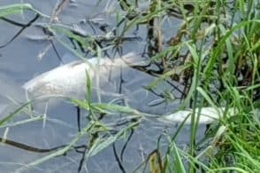 Allarme per un corso d’acqua nel Sedicense: moria di pesci e un cane avvelenato